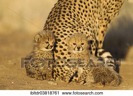 "Cheetah (Acinonyx jubatus), two male cubs, 41 days, next to their mother, in morning light, captive, Namibia, Africa" View Large Photo Image Stock Image - "Cheetah (Acinonyx jubatus), two male cubs, 41 days, next to their mother, in morning light, captive, Namibia, Africa". Fotosearch