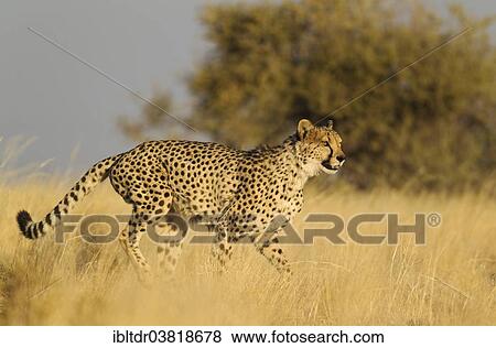 "Cheetah (Acinonyx jubatus), walking male, captive, Namibia, Africa" View Large Photo Image Stock Photo - "Cheetah (Acinonyx jubatus), walking male, captive, Namibia, Africa". Fotosearch