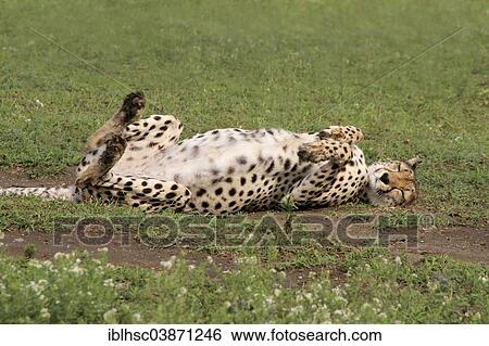 Stock Photograph - "Cheetah (Acinonyx jubatus), wallows, dust bath, Serengeti, Tanzania, Africa". Fotosearch