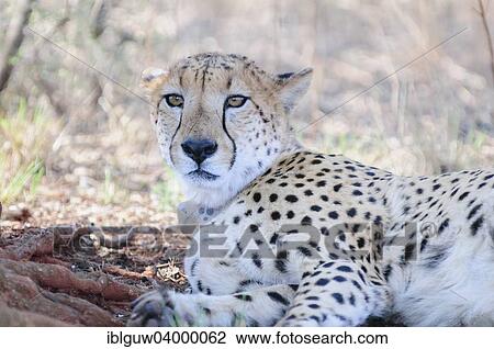 "Cheetah (Acinonyx jubatus) with a radio-telemetry transmitter collar resting in the shadow, Rietvlei Nature Reserve, Pretoria, Gauteng, South Africa, Africa" View Large Photo Image Stock Image - "Cheetah (Acinonyx jubatus) with a radio-telemetry transmitter collar resting in the shadow, Rietvlei Nature Reserve, Pretoria, Gauteng, South Africa, Africa". Fotosearch