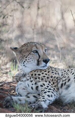 "Cheetah (Acinonyx jubatus) with a radio-telemetry transmitter collar resting in the shadow, Rietvlei Nature Reserve, Pretoria, Gauteng, South Africa, Africa" View Large Photo Image Stock Photograph - "Cheetah (Acinonyx jubatus) with a radio-telemetry transmitter collar resting in the shadow, Rietvlei Nature Reserve, Pretoria, Gauteng, South Africa, Africa". Fotosearch