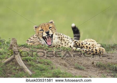 "Cheetah (Acinonyx jubatus) yawning on a termite mound, Massai Mara, Serengeti, Rift Valley province, Kenya, Africa" View Large Photo Image Stock Image - "Cheetah (Acinonyx jubatus) yawning on a termite mound, Massai Mara, Serengeti, Rift Valley province, Kenya, Africa". Fotosearch
