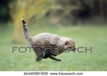"Cheetah (Acinonyx jubatus) young, native to Africa, captive, Germany, Europe" View Large Photo Image Stock Image - "Cheetah (Acinonyx jubatus) young, native to Africa, captive, Germany, Europe". Fotosearch