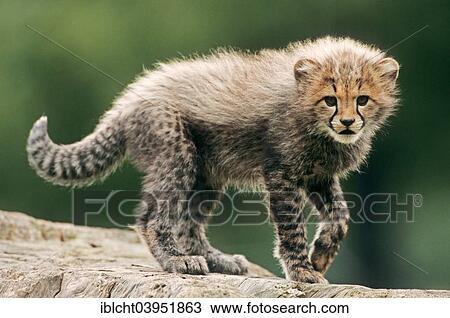 "Cheetah (Acinonyx jubatus) young, native to Africa, captive, Germany, Europe" View Large Photo Image Stock Image - "Cheetah (Acinonyx jubatus) young, native to Africa, captive, Germany, Europe". Fotosearch