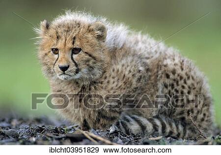 Stock Photo - "Cheetah (Acinonyx jubatus) young, native to Africa, captive, Germany, Europe". Fotosearch