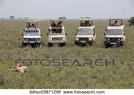 "Cheetah with prey, Safari, ATVs, tourists, Serengeti, Tanzania, Africa" View Large Photo Image Stock Photograph - "Cheetah with prey, Safari, ATVs, tourists, Serengeti, Tanzania, Africa". Fotosearch