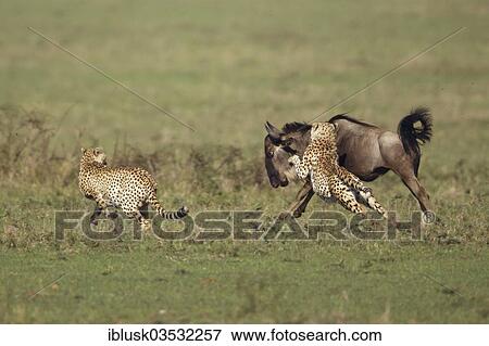 "Cheetahs (Acinonyx jubatus) chasing a young Blue Wildebeest (Connochaetes taurinus), Massai Mara, Serengeti, Rift Valley province, Kenya, Africa" View Large Photo Image Stock Photo - "Cheetahs (Acinonyx jubatus) chasing a young Blue Wildebeest (Connochaetes taurinus), Massai Mara, Serengeti, Rift Valley province, Kenya, Africa". Fotosearch