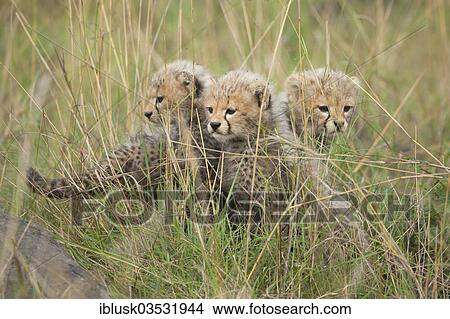 "Cheetahs (Acinonyx jubatus), cubs, several weeks, Massai Mara, Serengeti, Rift Valley province, Kenya, Africa" View Large Photo Image Picture - "Cheetahs (Acinonyx jubatus), cubs, several weeks, Massai Mara, Serengeti, Rift Valley province, Kenya, Africa". Fotosearch