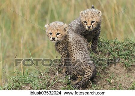"Cheetahs (Acinonyx jubatus), cubs, several weeks, Massai Mara, Serengeti, Rift Valley province, Kenya, Africa" View Large Photo Image Picture - "Cheetahs (Acinonyx jubatus), cubs, several weeks, Massai Mara, Serengeti, Rift Valley province, Kenya, Africa". Fotosearch
