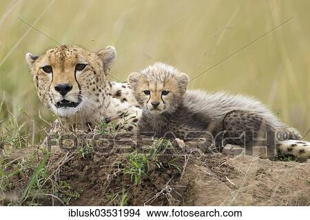 "Cheetahs (Acinonyx jubatus), female with cub, several weeks, lying on a termite mound, Massai Mara, Serengeti, Rift Valley province, Kenya, Africa" View Large Photo Image Picture - "Cheetahs (Acinonyx jubatus), female with cub, several weeks, lying on a termite mound, Massai Mara, Serengeti, Rift Valley province, Kenya, Africa". Fotosearch