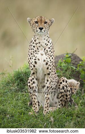 "Cheetahs (Acinonyx jubatus), female with cub, several weeks, Massai Mara, Serengeti, Rift Valley province, Kenya, Africa" View Large Photo Image Stock Image - "Cheetahs (Acinonyx jubatus), female with cub, several weeks, Massai Mara, Serengeti, Rift Valley province, Kenya, Africa". Fotosearch