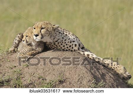 "Cheetahs (Acinonyx jubatus), female with cub, several weeks, lying on a termite mound, Serengeti, Rift Valley province, Kenya, Africa" View Large Photo Image Stock Photo - "Cheetahs (Acinonyx jubatus), female with cub, several weeks, lying on a termite mound, Serengeti, Rift Valley province, Kenya, Africa". Fotosearch