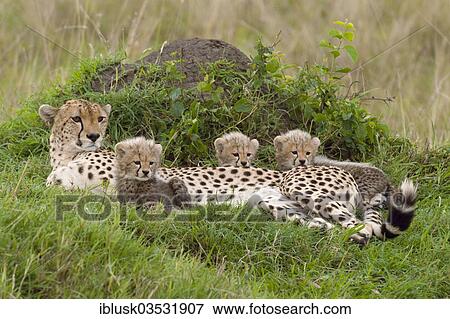 "Cheetahs (Acinonyx jubatus), female with cubs, several weeks, Massai Mara, Serengeti, Rift Valley province, Kenya, Africa" View Large Photo Image Stock Photo - "Cheetahs (Acinonyx jubatus), female with cubs, several weeks, Massai Mara, Serengeti, Rift Valley province, Kenya, Africa". Fotosearch
