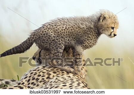 "Cheetahs (Acinonyx jubatus), female with cub, several weeks, cub climbing on its mother, Massai Mara, Serengeti, Rift Valley province, Kenya, Africa" View Large Photo Image Stock Photo - "Cheetahs (Acinonyx jubatus), female with cub, several weeks, cub climbing on its mother, Massai Mara, Serengeti, Rift Valley province, Kenya, Africa". Fotosearch
