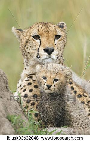 "Cheetahs (Acinonyx jubatus), female with cub, several weeks, Massai Mara, Serengeti, Rift Valley province, Kenya, Africa" View Large Photo Image Stock Photo - "Cheetahs (Acinonyx jubatus), female with cub, several weeks, Massai Mara, Serengeti, Rift Valley province, Kenya, Africa". Fotosearch