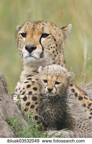 "Cheetahs (Acinonyx jubatus), female with cub, several weeks, Massai Mara, Serengeti, Rift Valley province, Kenya, Africa" View Large Photo Image Stock Photo - "Cheetahs (Acinonyx jubatus), female with cub, several weeks, Massai Mara, Serengeti, Rift Valley province, Kenya, Africa". Fotosearch