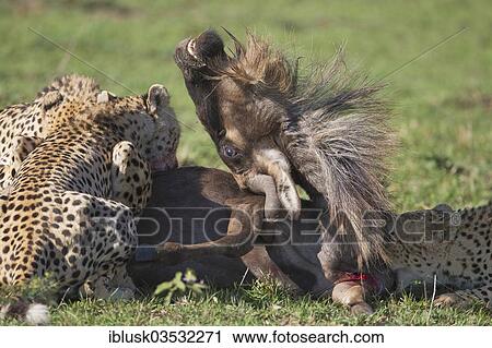"Cheetahs (Acinonyx jubatus) killing a Blue Wildebeest (Connochaetes taurinus), Massai Mara, Serengeti, Rift Valley province, Kenya, Africa" View Large Photo Image Stock Image - "Cheetahs (Acinonyx jubatus) killing a Blue Wildebeest (Connochaetes taurinus), Massai Mara, Serengeti, Rift Valley province, Kenya, Africa". Fotosearch