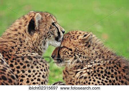 "Cheetahs (Acinonyx jubatus), pair, occurrence in Africa, captive, Germany, Europe" View Large Photo Image Stock Photo - "Cheetahs (Acinonyx jubatus), pair, occurrence in Africa, captive, Germany, Europe". Fotosearch