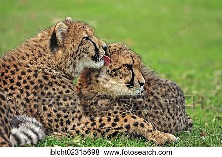 Stock Photo - "Cheetahs (Acinonyx jubatus), pair, occurrence in Africa, captive, Germany, Europe". Fotosearch