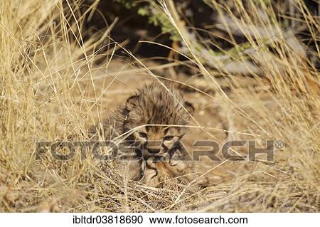 "Cheetahs (Acinonyx jubatus), playful male cubs, 19 days, captive, Namibia, Africa" View Large Photo Image Stock Image - "Cheetahs (Acinonyx jubatus), playful male cubs, 19 days, captive, Namibia, Africa". Fotosearch