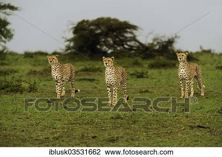 Stock Image - "Cheetahs (Acinonyx jubatus), three brothers searching for prey at dusk, Massai Mara, Serengeti, Rift Valley province, Kenya, Africa". Fotosearch