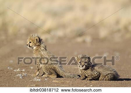 Stock Image - "Cheetahs (Acinonyx jubatus), two male cubs, 39 days, captive, Namibia, Africa". Fotosearch