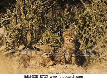 "Cheetahs (Acinonyx jubatus), two male cubs, 40 days, captive, Namibia, Africa" View Large Photo Image Stock Image - "Cheetahs (Acinonyx jubatus), two male cubs, 40 days, captive, Namibia, Africa". Fotosearch
