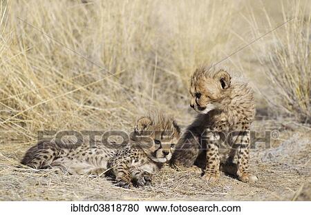 "Cheetahs (Acinonyx jubatus), two male cubs, 41 days, captive, Namibia, Africa" View Large Photo Image Stock Image - "Cheetahs (Acinonyx jubatus), two male cubs, 41 days, captive, Namibia, Africa". Fotosearch