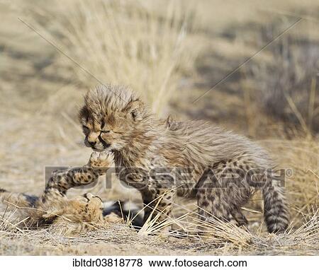"Cheetahs (Acinonyx jubatus), two playful male cubs, 41 days, captive, Namibia, Africa" View Large Photo Image Stock Photo - "Cheetahs (Acinonyx jubatus), two playful male cubs, 41 days, captive, Namibia, Africa". Fotosearch