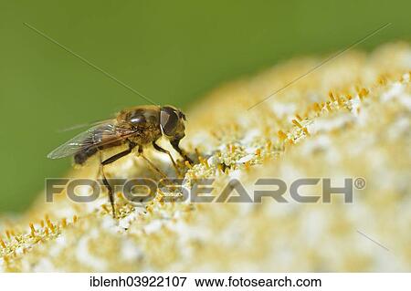 Stock Photo - "Cheilosia canicularis hoverfly (Cheilosia canicularis), Emsland, Lower Saxony, Germany, Europe". Fotosearch