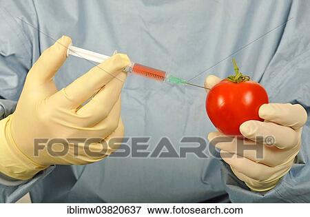 "Chemist in sterile scrubs holding a syringe and a tomato, symbolic image for genetically modified food, treated food" View Large Photo Image Stock Photo - "Chemist in sterile scrubs holding a syringe and a tomato, symbolic image for genetically modified food, treated food". Fotosearch