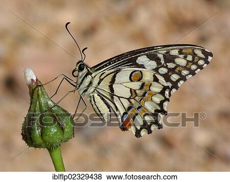 "Chequered Swallowtail (Papilio demoleus), adult, underside, resting on flowerbud, Western Australia, Australia, Oceania" View Large Photo Image Stock Photo - "Chequered Swallowtail (Papilio demoleus), adult, underside, resting on flowerbud, Western Australia, Australia, Oceania". Fotosearch