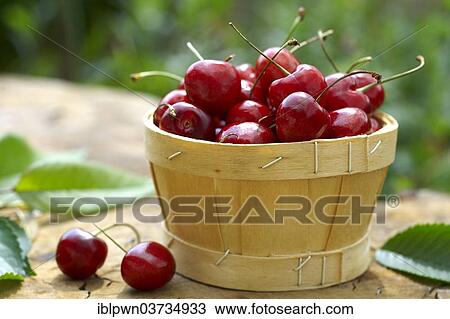 Cherries in a punnet View Large Photo Image Stock Image - Cherries in a punnet. Fotosearch