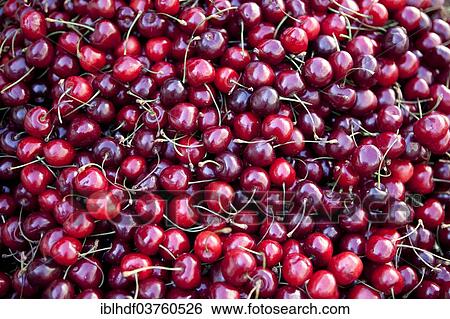 Stock Photograph - "Cherries, Linden, Hannover, Lower Saxony, Germany, Europe". Fotosearch