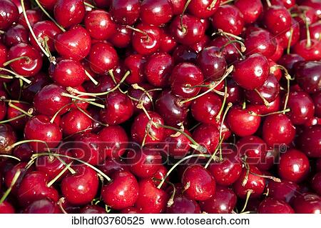 Stock Photography - "Cherries, Linden, Hannover, Lower Saxony, Germany, Europe". Fotosearch