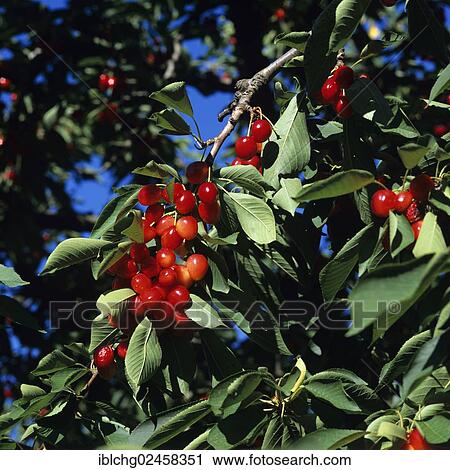 Cherries on cherry tree View Large Photo Image Stock Image - Cherries on cherry tree. Fotosearch