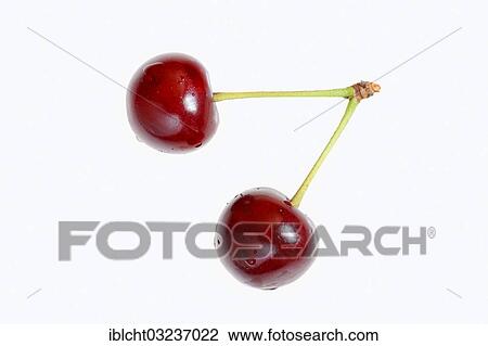 "Cherries (Prunus avium), Bergkamen, North Rhine-Westphalia, Germany, Europe" View Large Photo Image Stock Image - "Cherries (Prunus avium), Bergkamen, North Rhine-Westphalia, Germany, Europe". Fotosearch