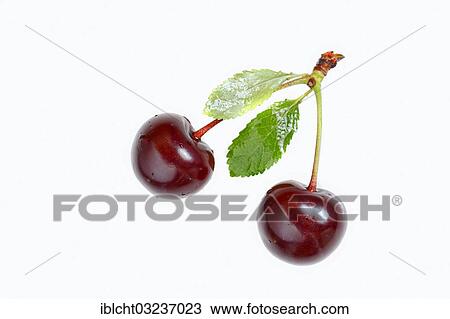 "Cherries (Prunus avium), Bergkamen, North Rhine-Westphalia, Germany, Europe" View Large Photo Image Stock Image - "Cherries (Prunus avium), Bergkamen, North Rhine-Westphalia, Germany, Europe". Fotosearch