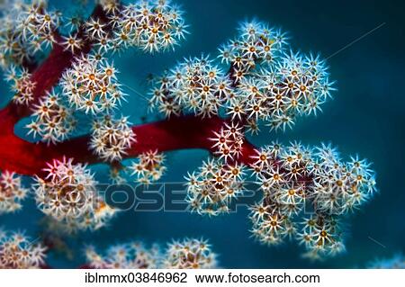 "Cherry Blossom Coral or Godeffroy's Soft Coral (Siphonogorgia godeffroyi), Philippines, Asia" View Large Photo Image Stock Image - "Cherry Blossom Coral or Godeffroy's Soft Coral (Siphonogorgia godeffroyi), Philippines, Asia". Fotosearch