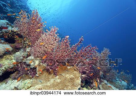 "Cherry blossom coral (Siphonogorgia godeffroyi) with open and closed polyps, Red Sea, Egypt, Africa" View Large Photo Image Picture - "Cherry blossom coral (Siphonogorgia godeffroyi) with open and closed polyps, Red Sea, Egypt, Africa". Fotosearch