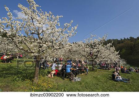 Stock Image - "Cherry Blossom Festival in a cherry orchard, Benzendorf, Middle Franconia, Bavaria, Germany, Europe". Fotosearch
