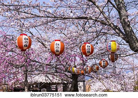 "Cherry blossom, Maruyama-Koen park, Kyoto, Japan, Asia" View Large Photo Image Stock Image - "Cherry blossom, Maruyama-Koen park, Kyoto, Japan, Asia". Fotosearch