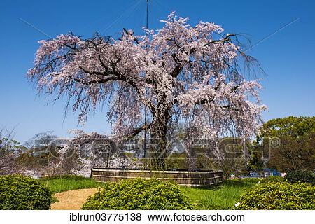"Cherry blossom, Maruyama-Koen park, Kyoto, Japan, Asia" View Large Photo Image Stock Photo - "Cherry blossom, Maruyama-Koen park, Kyoto, Japan, Asia". Fotosearch