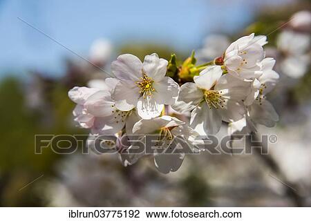 "Cherry blossom, Okazaki Park, Kyoto, Japan, Asia" View Large Photo Image Stock Image - "Cherry blossom, Okazaki Park, Kyoto, Japan, Asia". Fotosearch