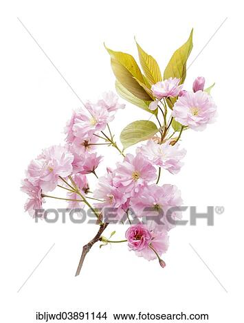 Picture - Cherry blossom. Fotosearch
