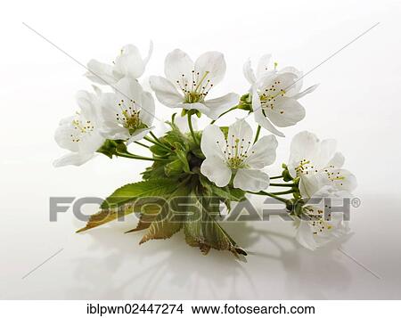 Picture - Cherry blossom. Fotosearch