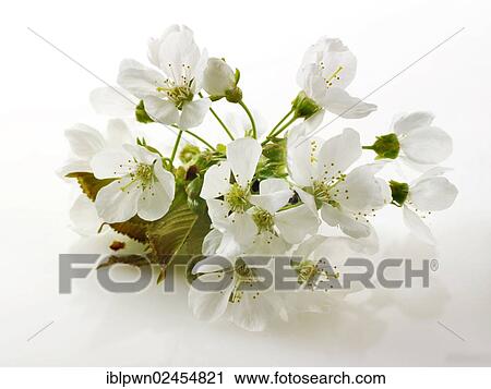 Cherry blossom View Large Photo Image Stock Image - Cherry blossom. Fotosearch