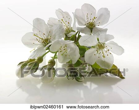 Stock Image - Cherry blossom. Fotosearch