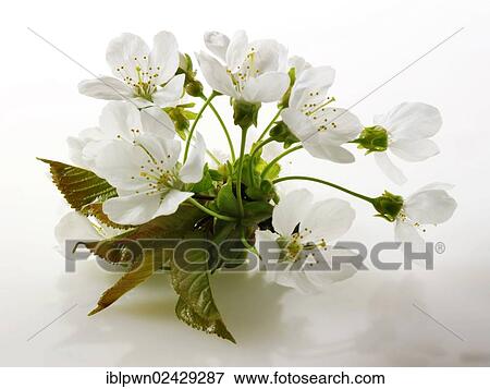 Cherry blossoms View Large Photo Image Stock Photo - Cherry blossoms. Fotosearch