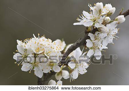"Cherry Plum (Prunus cerasifera), Haren, Emsland, Lower Saxony, Germany, Europe" View Large Photo Image Picture - "Cherry Plum (Prunus cerasifera), Haren, Emsland, Lower Saxony, Germany, Europe". Fotosearch